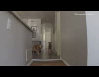 Two brown dogs jump over toilet paper
