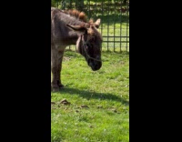 Collab Clips MPUGC2 - Donkey falling asleep while standing