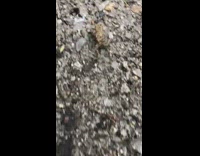 Collab DailyDoseOfInternet - Two small frogs crawl jump on ground