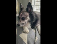 Pet dog with stitches after the brain surgery