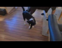 Black and white dog plays with toy alone