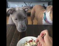 Brown and Grey Pitbulls Eat Apples Off of Fork