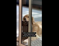 Dog tries to sneak tray inside house