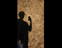 Cattle dog scared of sheeps hiding behind hooman