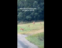 Doe fed up with fawns running around
