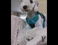 White dog blue harness vest has the hiccups