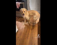 Collab Clips mpugc - Woman uses face filter on dog