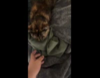 Man sorry about taking sweater from cat