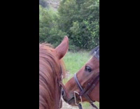 Two horses guy jesus costume red sash 