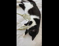 Cat gets pet by skeleton 
