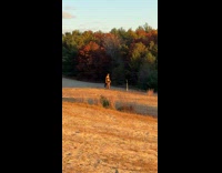 Woman sexy Halloween costume photoshoot at field 