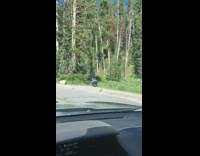 Couple frog hop forward sidewalk forest car