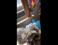 Kitten bites cat tower 