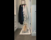 Bulldog wears chicken robe 