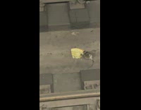 Fat Rat Eats Pizza Between Train Tracks