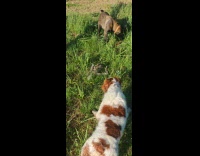 Two dogs approaches the snake shed skin