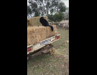 Fluffy Cat Stays Away from Sheep 