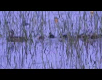 Brown duck baby ducklings swim water grass 