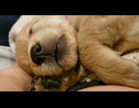 Brown puppy sleep and dream mouth move