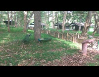 Two peacock birds walk around tree grass