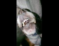 Dog lay on its back mouth open