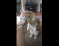 Cat stands to drink water from bowl