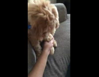 brown fluffy dog shakes hands with owner on couch 
