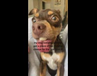 Dog eats piece of cheese is shocked