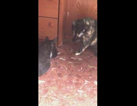 Black cat eats out of silver bowl while other cat cleans itself then steals its food