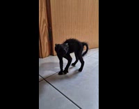 Collab Clips MPUGC - Black kittens back arched with dracula sound playing