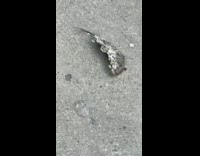Girl walking corgi comes across flattened rat 