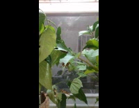 Black yellow caterpillar hang bellow eat leaves