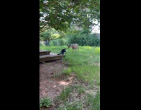 Cat befriending wild deer on backyard 