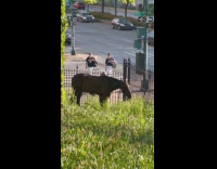 Horse eats grass near the fence sidewalk