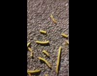Skit where guy spills fries to say a phrase