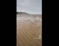 Rat family experience runs around the beach