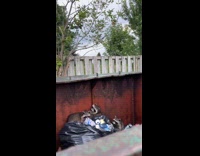 Racoon falls on dumpster fails to reach branch