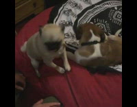 Pug On Red Beanbag Scared of Puppy