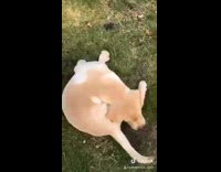 Golden retriever dog compilation black bone collar 