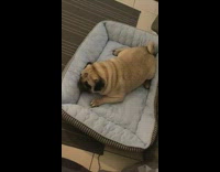 Pug puts head into corner of dog bed 