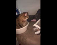 Cat tries to eat food inside box