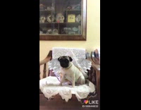 Snapchat Filter Pug Flies Rocketship Music