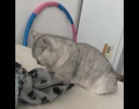 Cat kneads grey paw print blanket 
