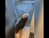 Compilation of dog walking through doors backwards