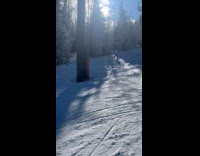 Person tries to ski falls on ground