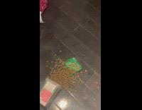 Orange cat grabs box of Greenies treats 