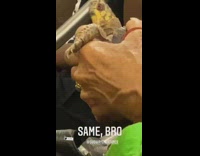 Lady rides subway holds turtle green bag