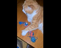 Collab PLC - Cat on table plays with torn toy