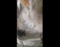 Collab DailyDoseOfInternet - Thick Tail Bushbaby Galago white blanket sniff