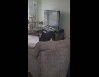 Black dog hates balloon barks at Yoda